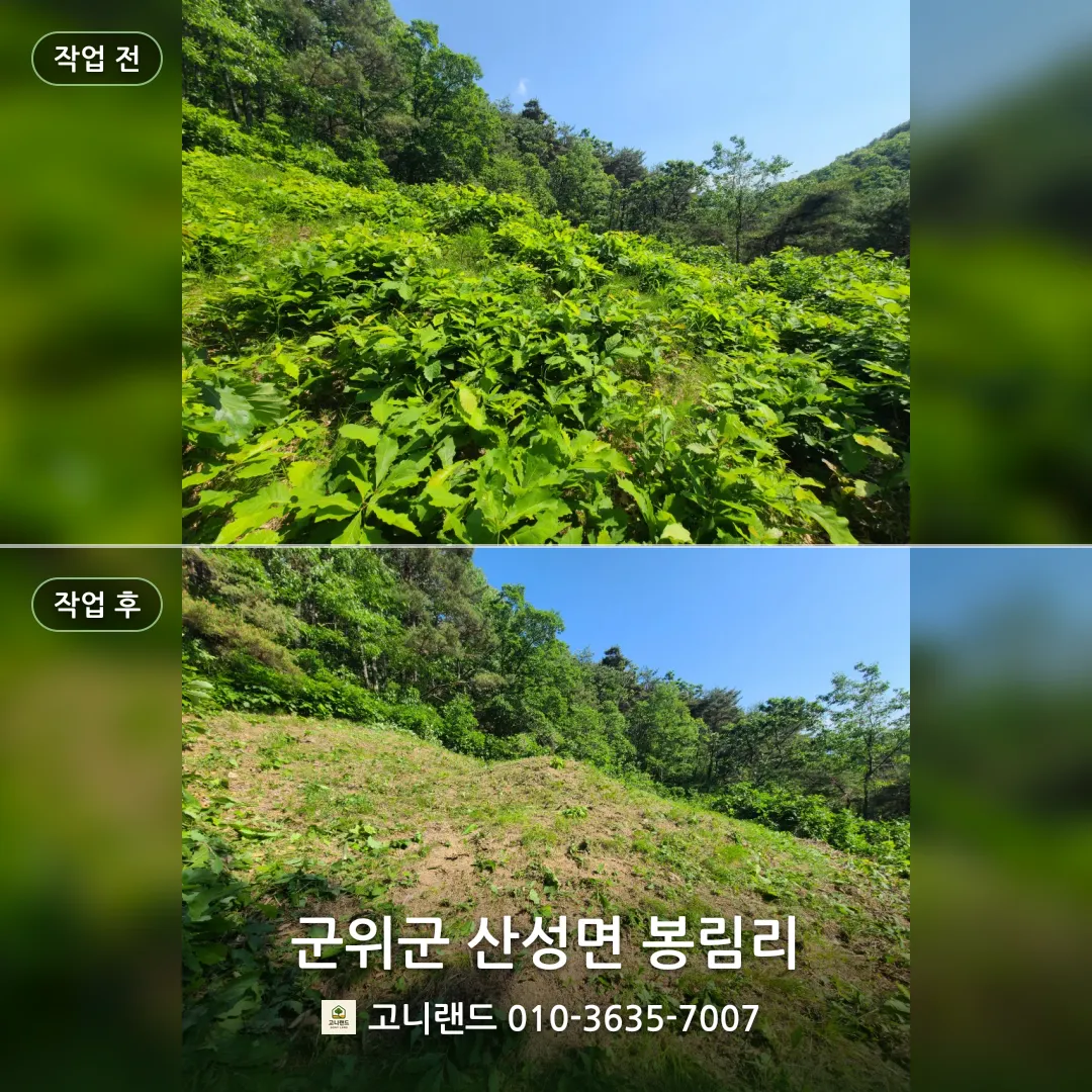 군위군 산성면 봉림리. 참나무 잡목 벌초 후기 대표이미지