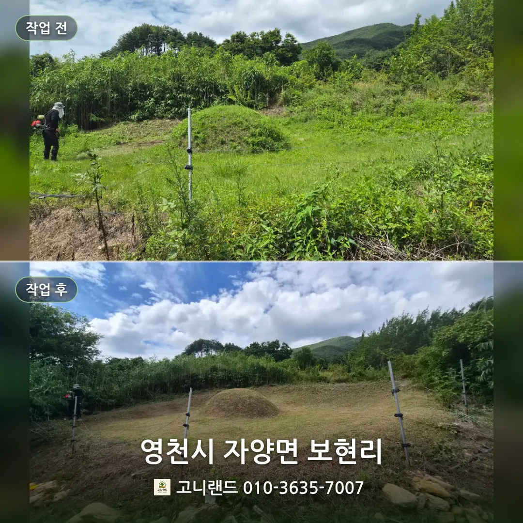 영천시 자양면 보현리. 산자락 묘역 벌초 정리