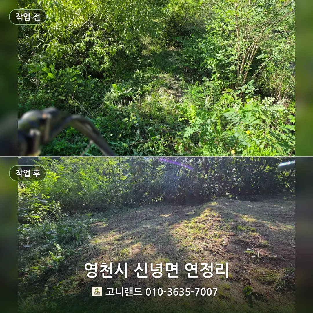 영천시 신녕면 연정리. 경사면 산소 벌초 정리