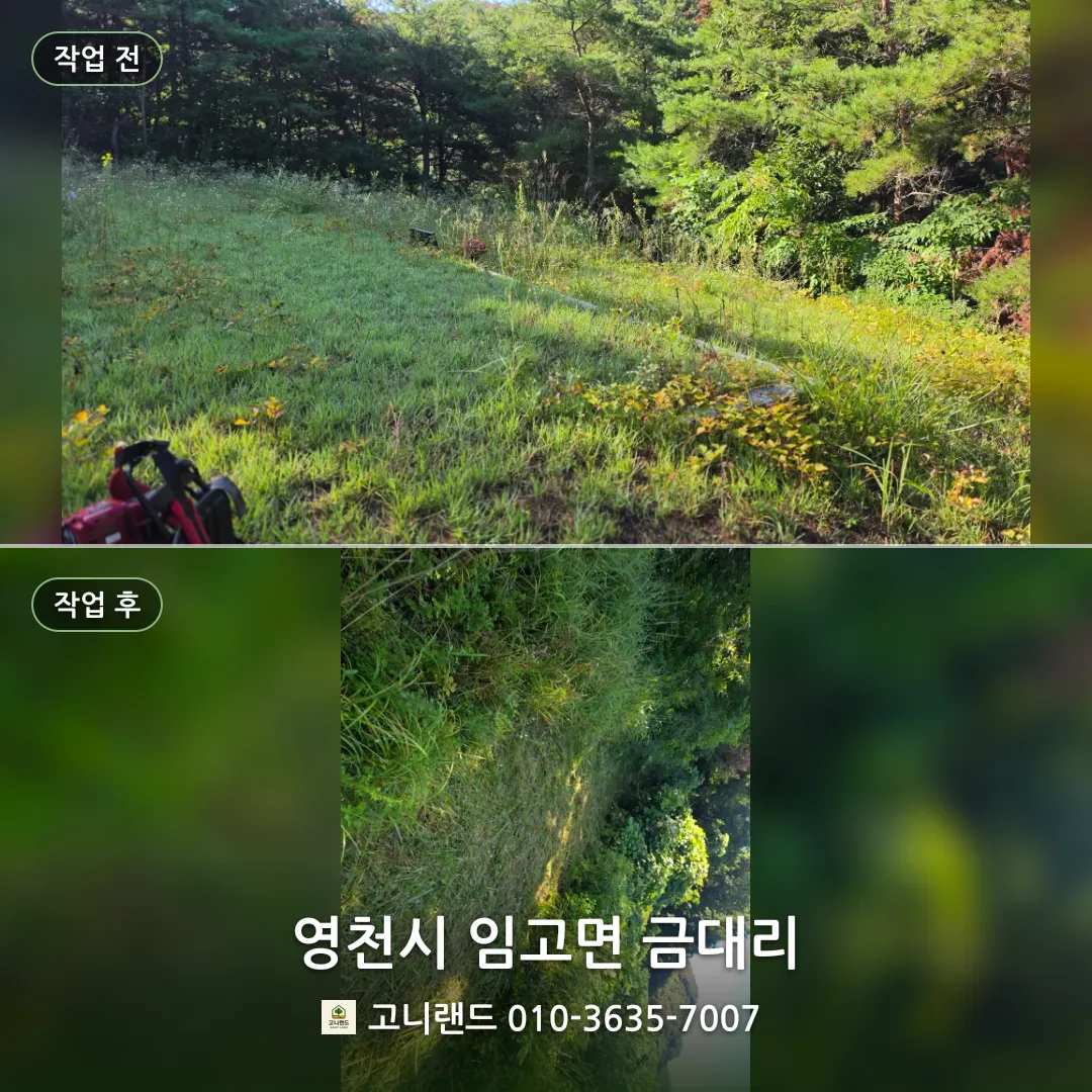 영천시 임고면 금대리. 경사 묘역 벌초 정리 대표이미지