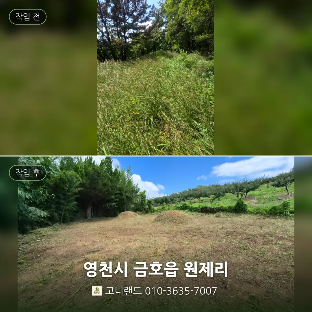 영천시 금호읍 원제리. 추석 전 억새 무성한 산소 벌초 기록