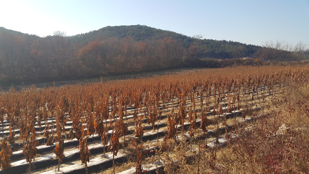 <경기 이천 장호원읍 토지매매> 2,613평 / 생산관리 / 평당 20만원 매물 사진 4