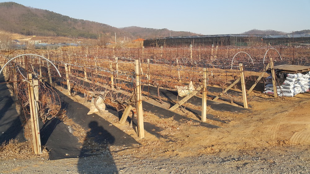 <경북 영천시 금호읍 토지매매> 대구 경주 산업도로 50미터 거리. 6미터 도로 / 약 838평 / 평당 75만원 / 창고 추천 매물 사진 3