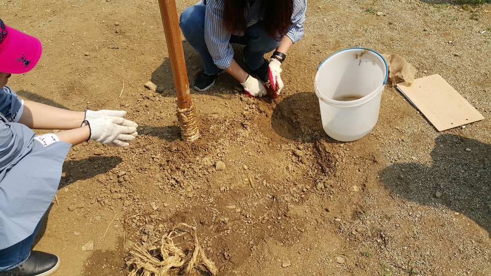 <조경실습 4주차> 초화류 월동관리, 수피감기, 지주목세우기, 산울타리식재 매물 사진 8
