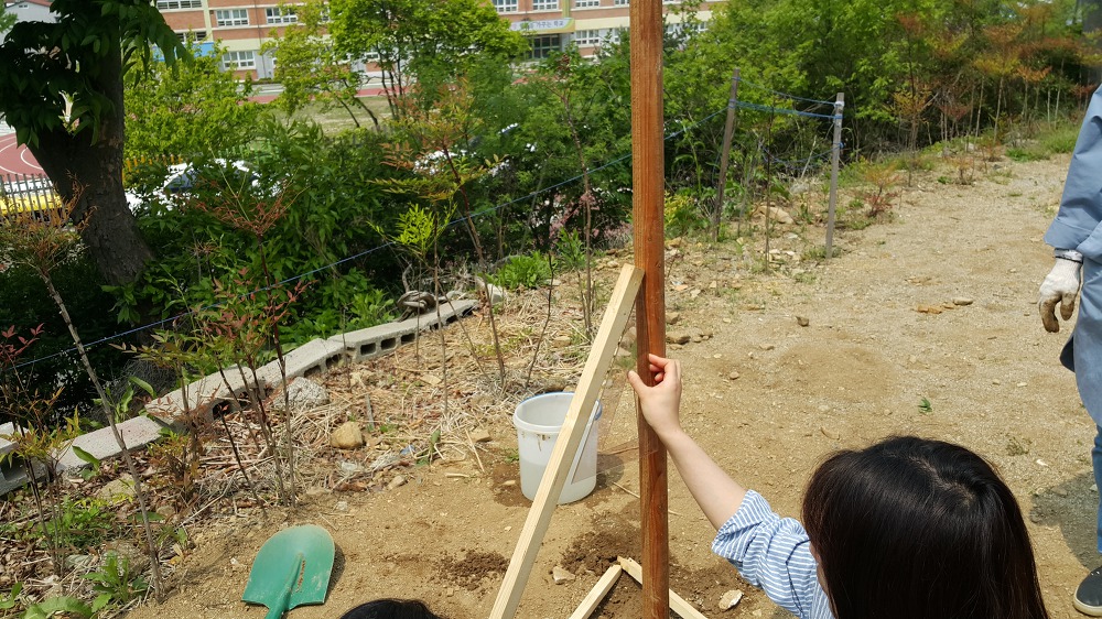 <조경실습 4주차> 초화류 월동관리, 수피감기, 지주목세우기, 산울타리식재 매물 사진 14