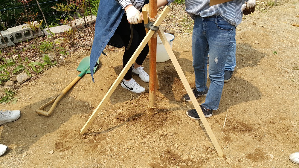 <조경실습 4주차> 초화류 월동관리, 수피감기, 지주목세우기, 산울타리식재 매물 사진 17
