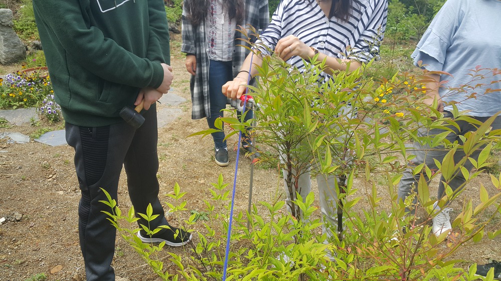 <조경교육 5월 4주차> 소나무 새순 자르기, 산울타리 나무 가지치기, 삼각(사각)지주목 세우기 매물 사진 4
