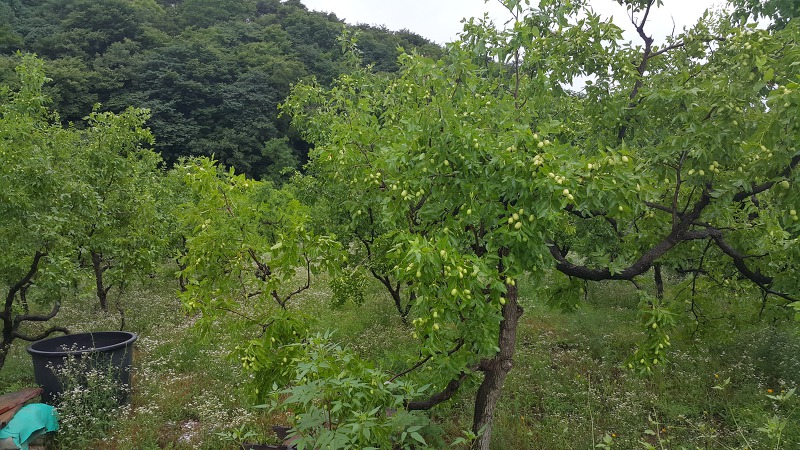 <경산 진량 마곡리 토지 매매> 631평 / 평당 24만원 매물 사진 2