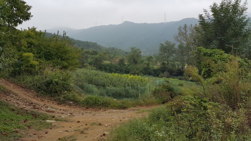 <경산 하양 토지 급매> 하양택지개발예정지구 인근 전, 답 매매 / 평당 41.5만원 매물 사진 2