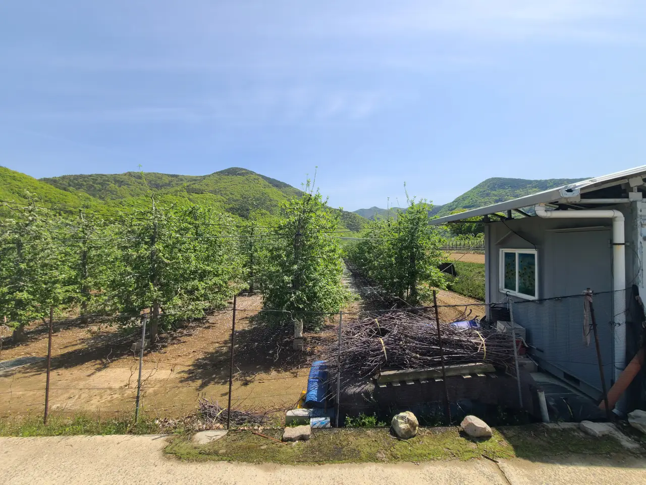 영천시 화북면 횡계리 관리 잘 된 사과밭 매매. 1185평.