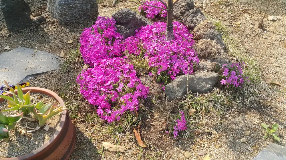 <조경실습 4주차> 초화류 월동관리, 수피감기, 지주목세우기, 산울타리식재 매물 사진 2