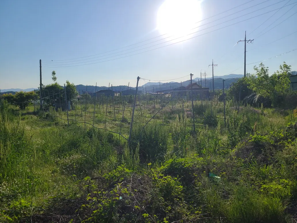 (가성비 매물)영천시 화남면 삼창리 주택, 창고, 과수원 일괄 매매. 과수원 6174평 / 대지 218평. 매물 사진 7