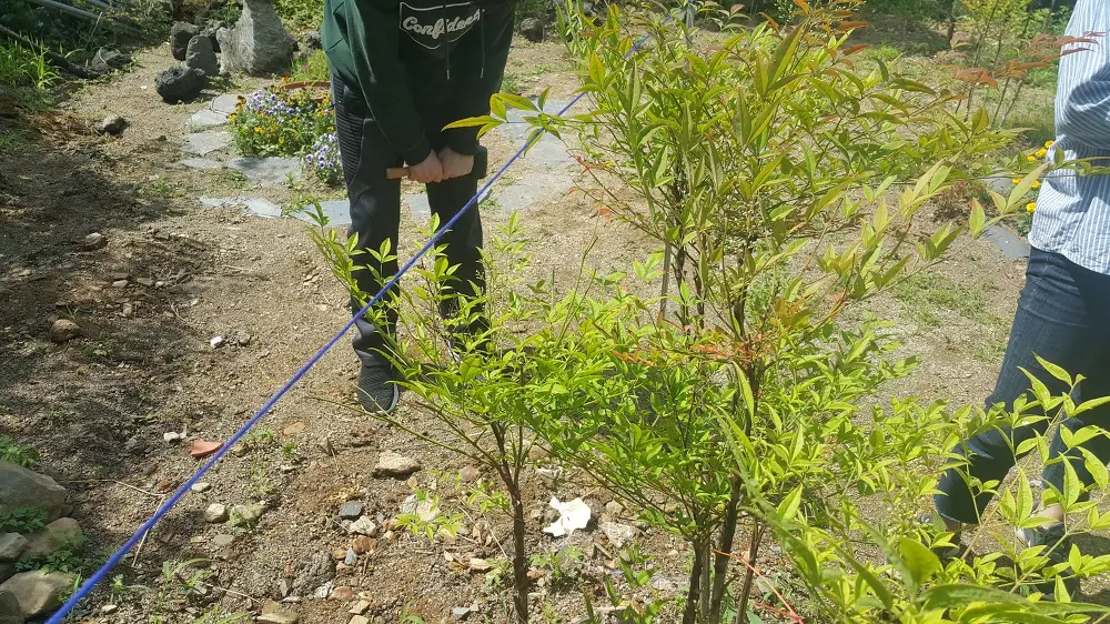 <조경교육 5월 4주차> 소나무 새순 자르기, 산울타리 나무 가지치기, 삼각(사각)지주목 세우기 매물 사진 3