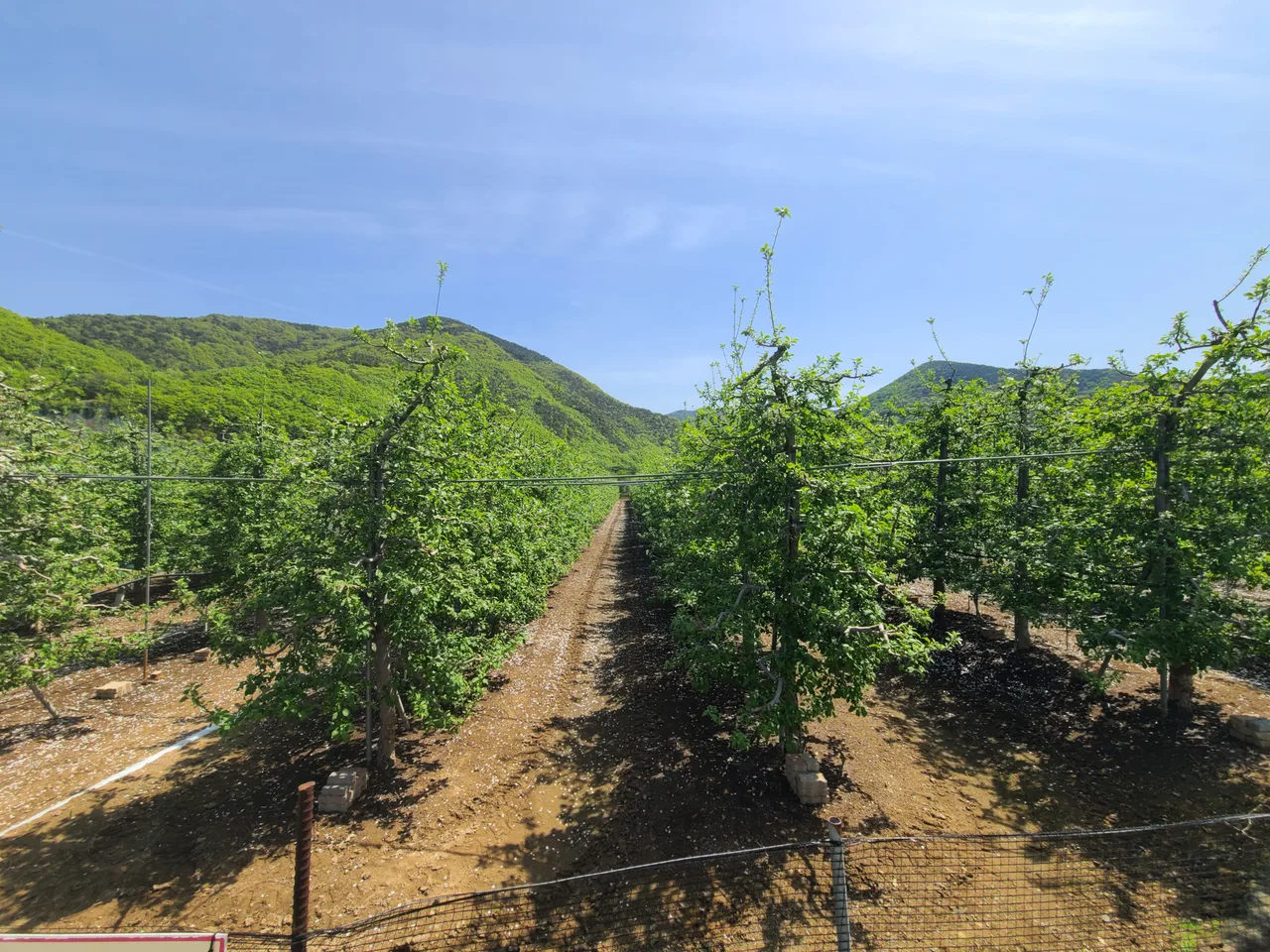 영천시 화북면 횡계리 관리 잘 된 사과밭 매매. 1185평. 매물 사진 2