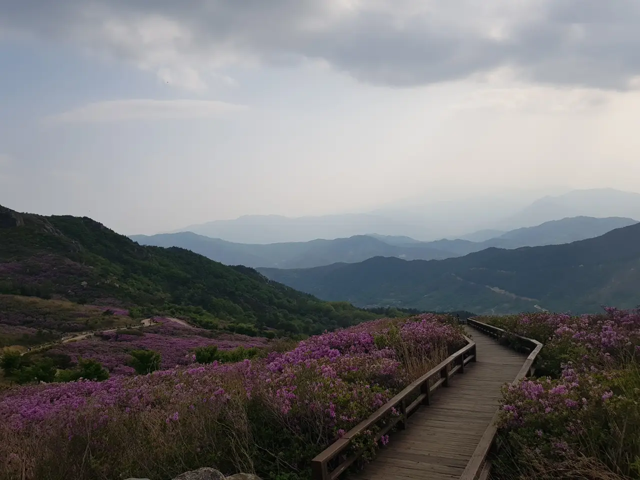 (5점) 2022년 5월 7일 기준 황매산 철쭉. 산청으로 올라감. 작업 사진 8