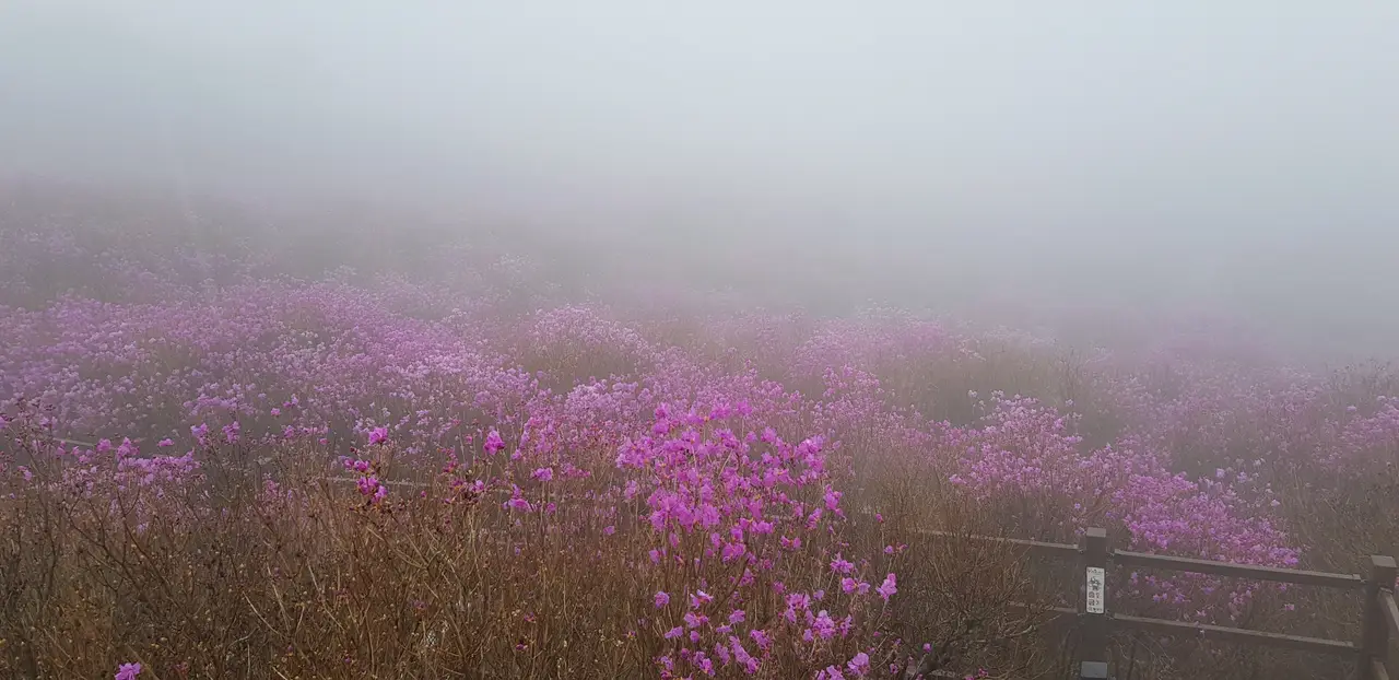 (5점) 대구 비슬산 참꽃. 비슬산자연휴양림 공영주차장->대견사 코스. 작업 사진 40