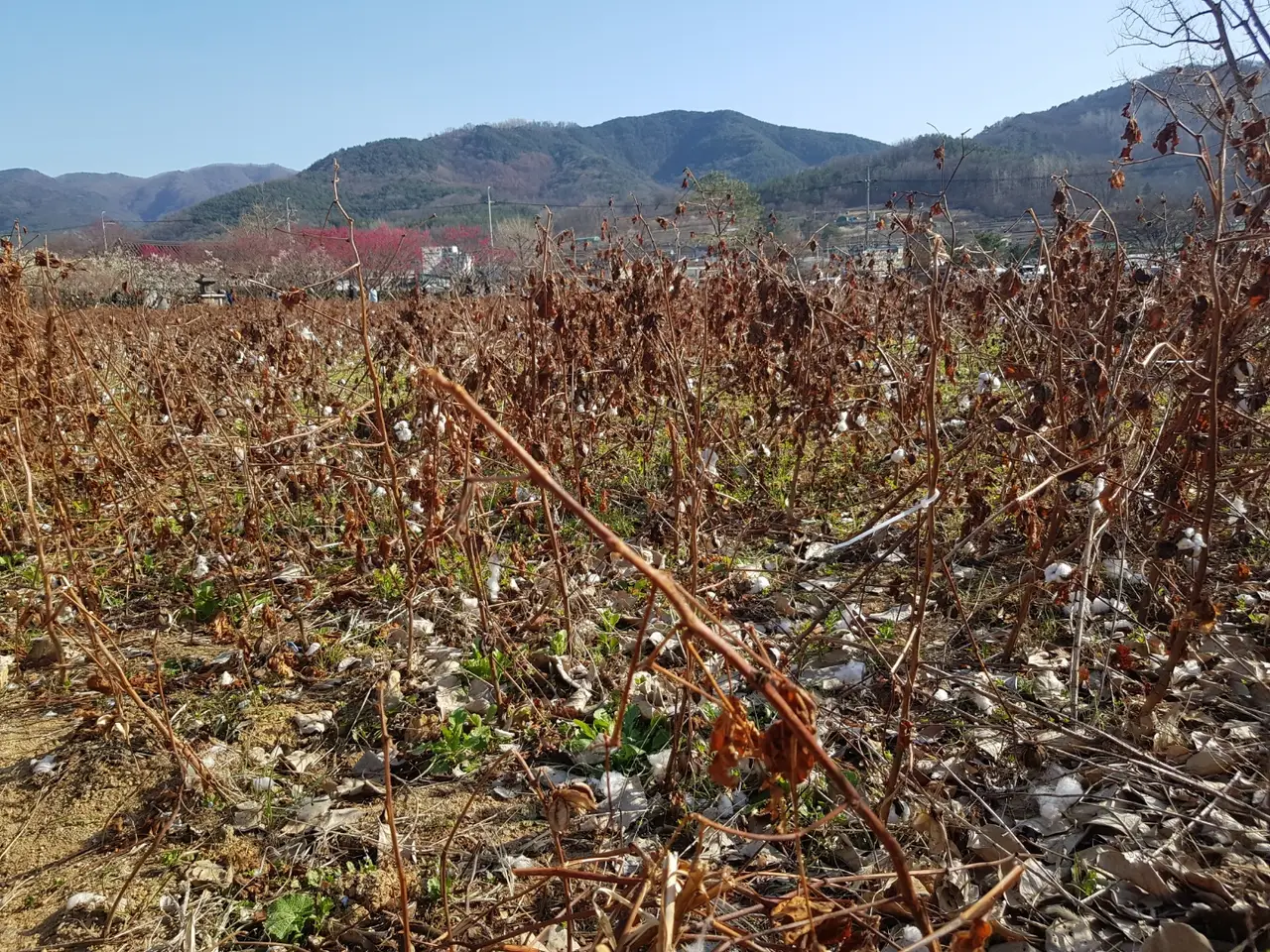 <3월 대구여행> 달성군 화원읍  홍매화가 이쁜 '남평 문씨 본리 세거지' 작업 사진 8