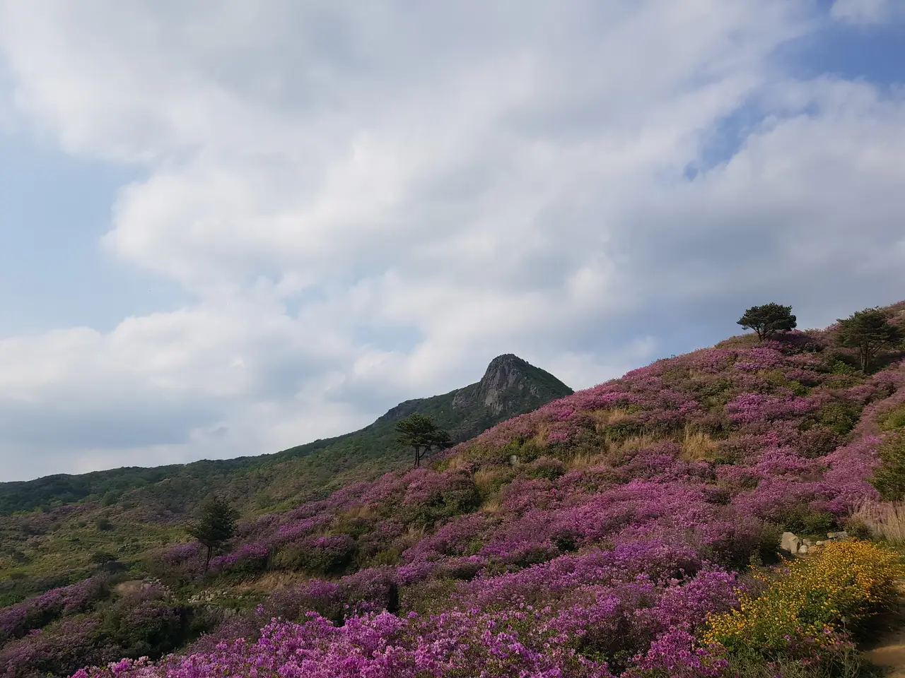 (5점) 2022년 5월 7일 기준 황매산 철쭉. 산청으로 올라감. 작업 사진 5