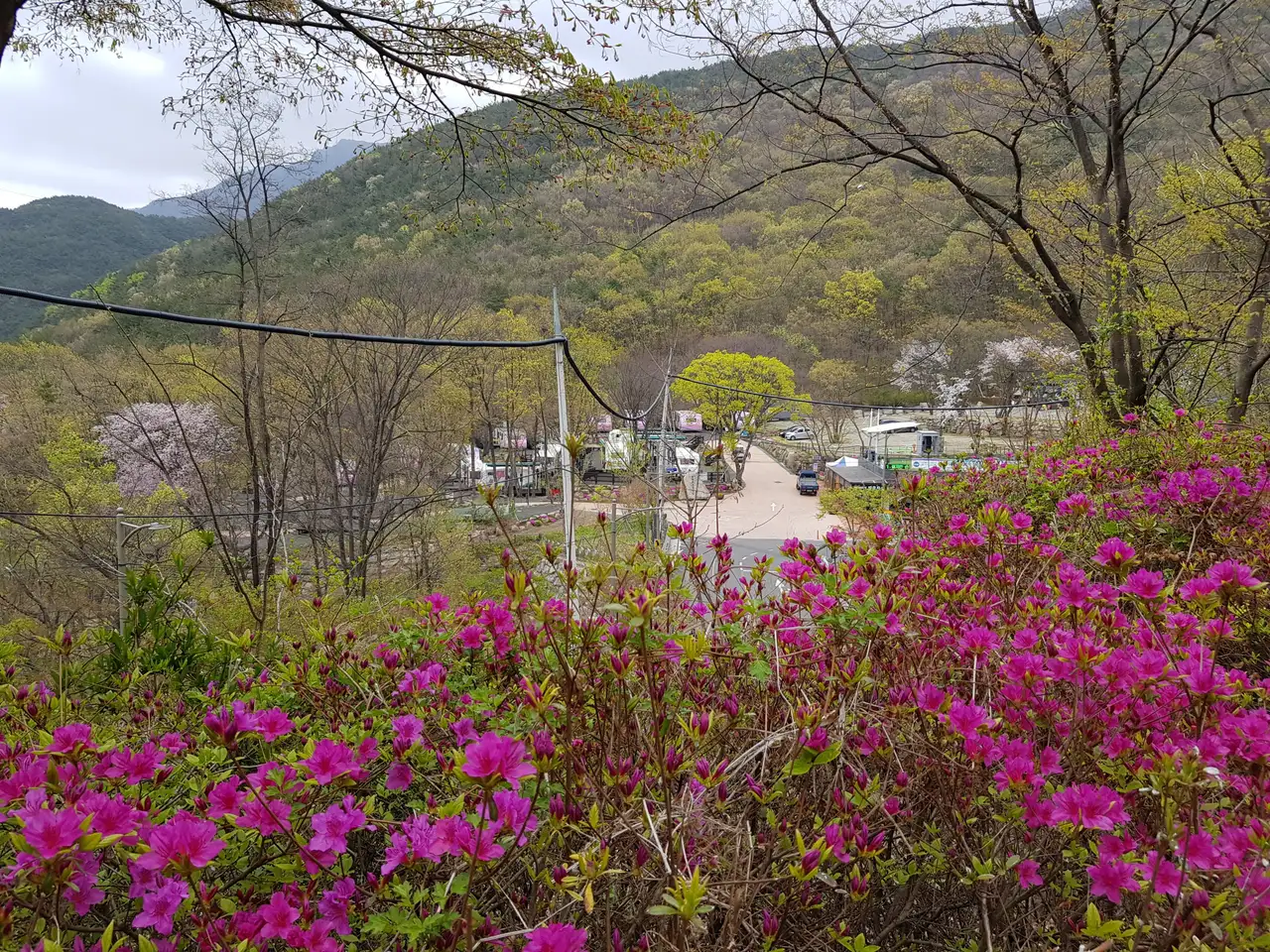 (5점) 대구 비슬산 참꽃. 비슬산자연휴양림 공영주차장->대견사 코스. 작업 사진 7