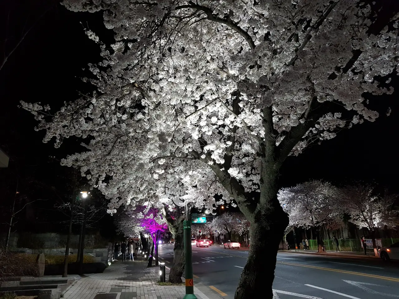 (4점) 이월드 벚꽃 대신하여 다녀온 앞산 벚꽃 로드 (만족!) 작업 사진 11