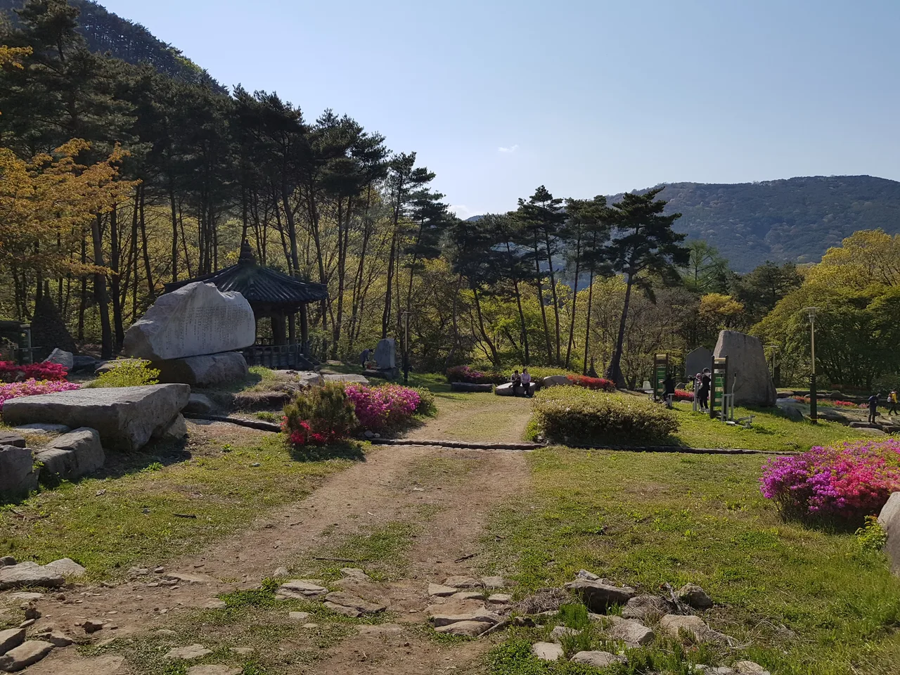 2020년 아쉬운 비슬산 참꽃. 유가사=>천왕봉=>참꽃군락지=>유가사 코스 작업 사진 76