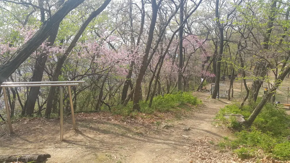 <대구 수성못 용지봉>용지봉에서 바라보는 대구와 꽃이름 찾는 어플 작업 사진 8