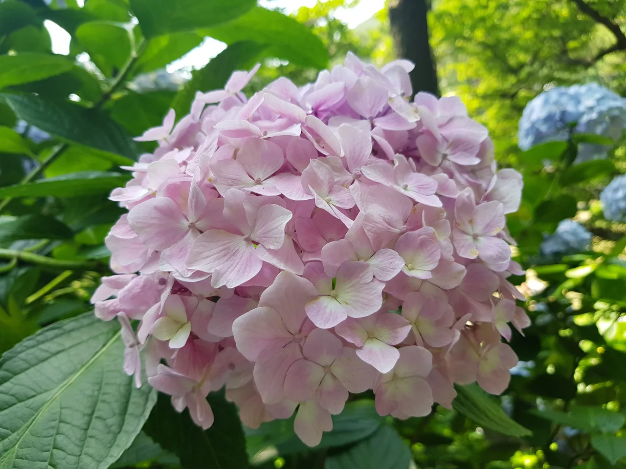 부산 영도구 태종대 태종사 수국여행. 국내 최대 수국 군락지(?). 태종대 수국 포토존. 태종대 분홍집. 작업 사진 9