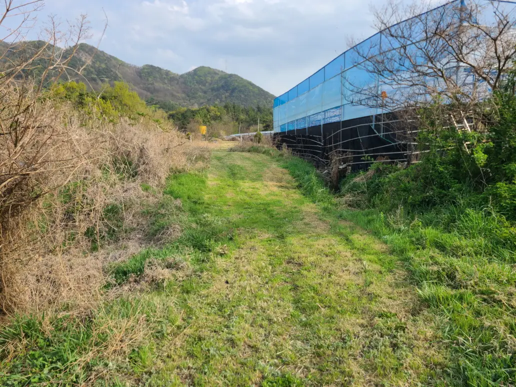 (영천벌초+잔디제초제) 영천시 금호읍 산소 벌초 대행. 벌초 가격. 작업 사진 2