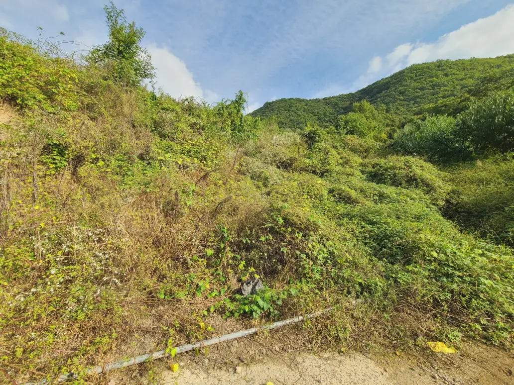 (벌초 대행) 영천시 고경면, 대창면, 북안면, 신녕면, 임고면, 청통면, 화남면, 화북면, 화산면 벌초 후기. 가격. 작업 사진 45