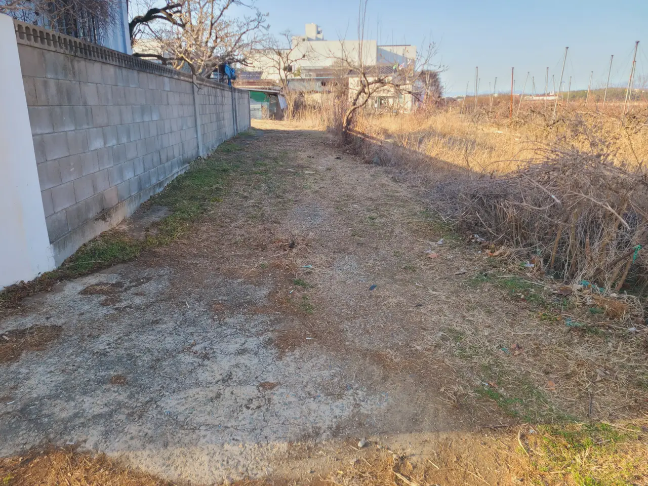 (제초 작업) 경산시 진량읍 주택터 제초 및 제초제 작업 후기. 작업 사진 2