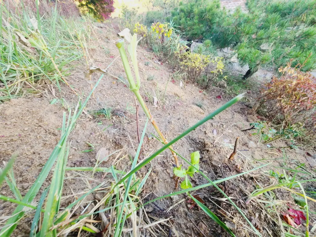 (대구 주택정원관리 및 벌초) 제초 및 정원수 가지정리, 꽃 식재, 잔디제초제 작업. 작업 사진 12