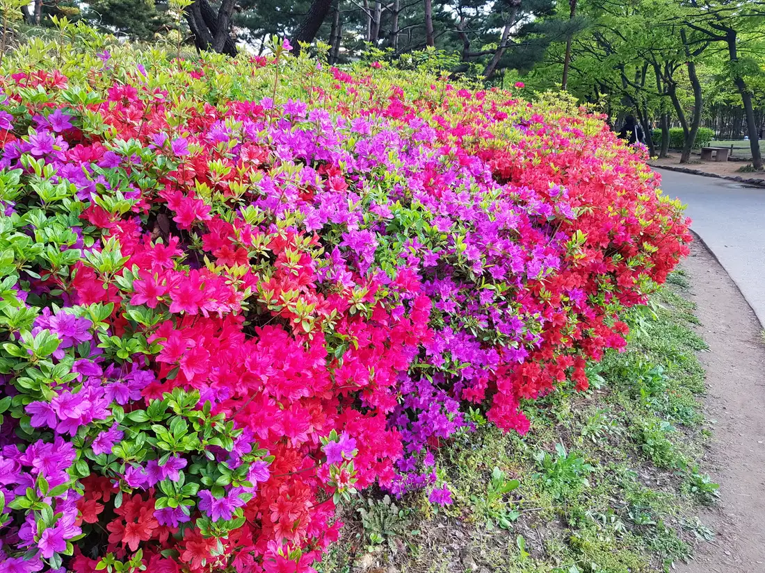 (4점) 대구 달서구 상인동 4월 겹벚꽃 보기 좋은 곳 '월곡역사공원' 작업 사진 10