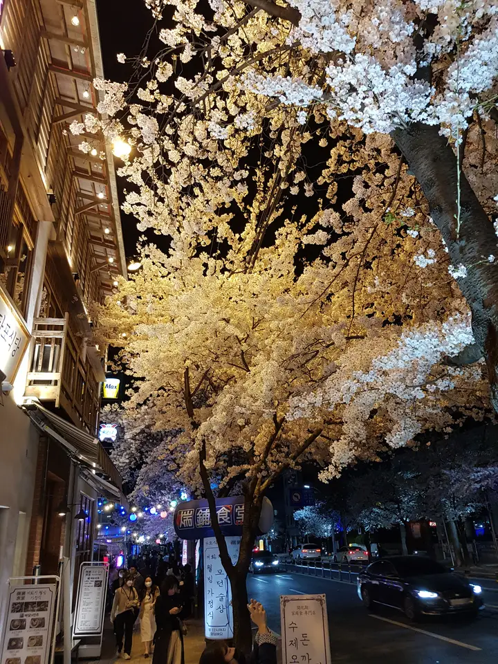 (4점) 이월드 벚꽃 대신하여 다녀온 앞산 벚꽃 로드 (만족!) 작업 사진 5