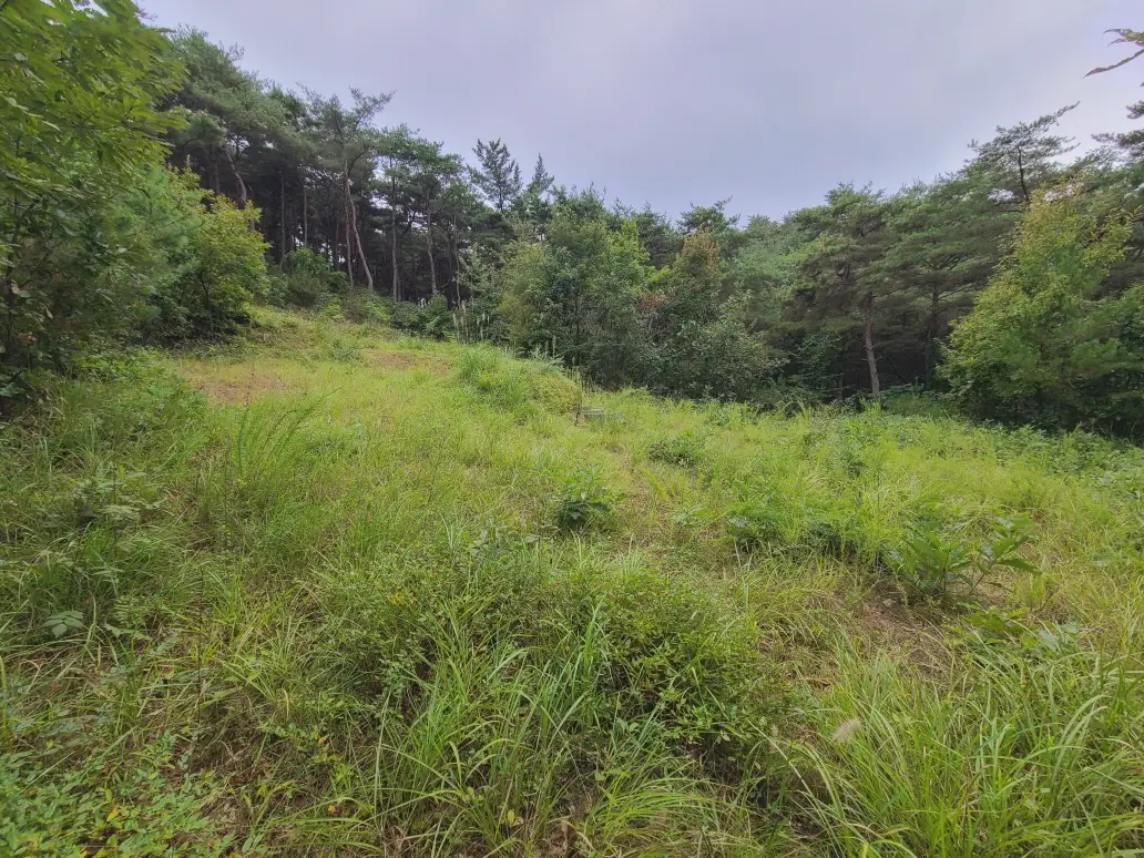 (벌초 대행) 영천시 고경면, 대창면, 북안면, 신녕면, 임고면, 청통면, 화남면, 화북면, 화산면 벌초 후기. 가격. 작업 사진 67