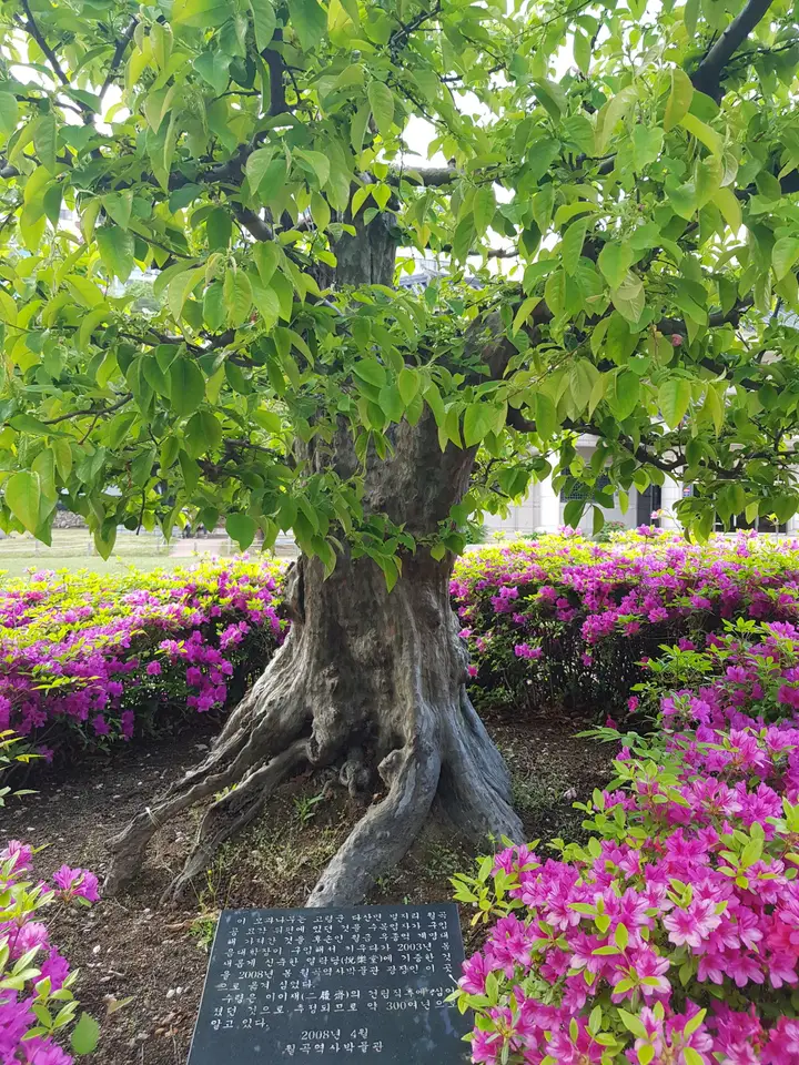 (4점) 대구 달서구 상인동 4월 겹벚꽃 보기 좋은 곳 '월곡역사공원' 작업 사진 11