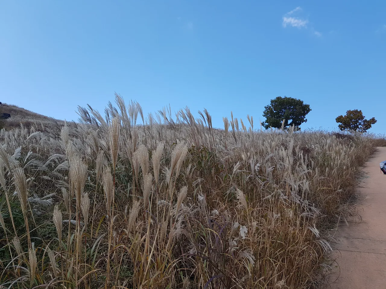 (5점) 경남 합천 황매산 억새 군락지. 가을철 여행가기 좋은 곳. 작업 사진 9