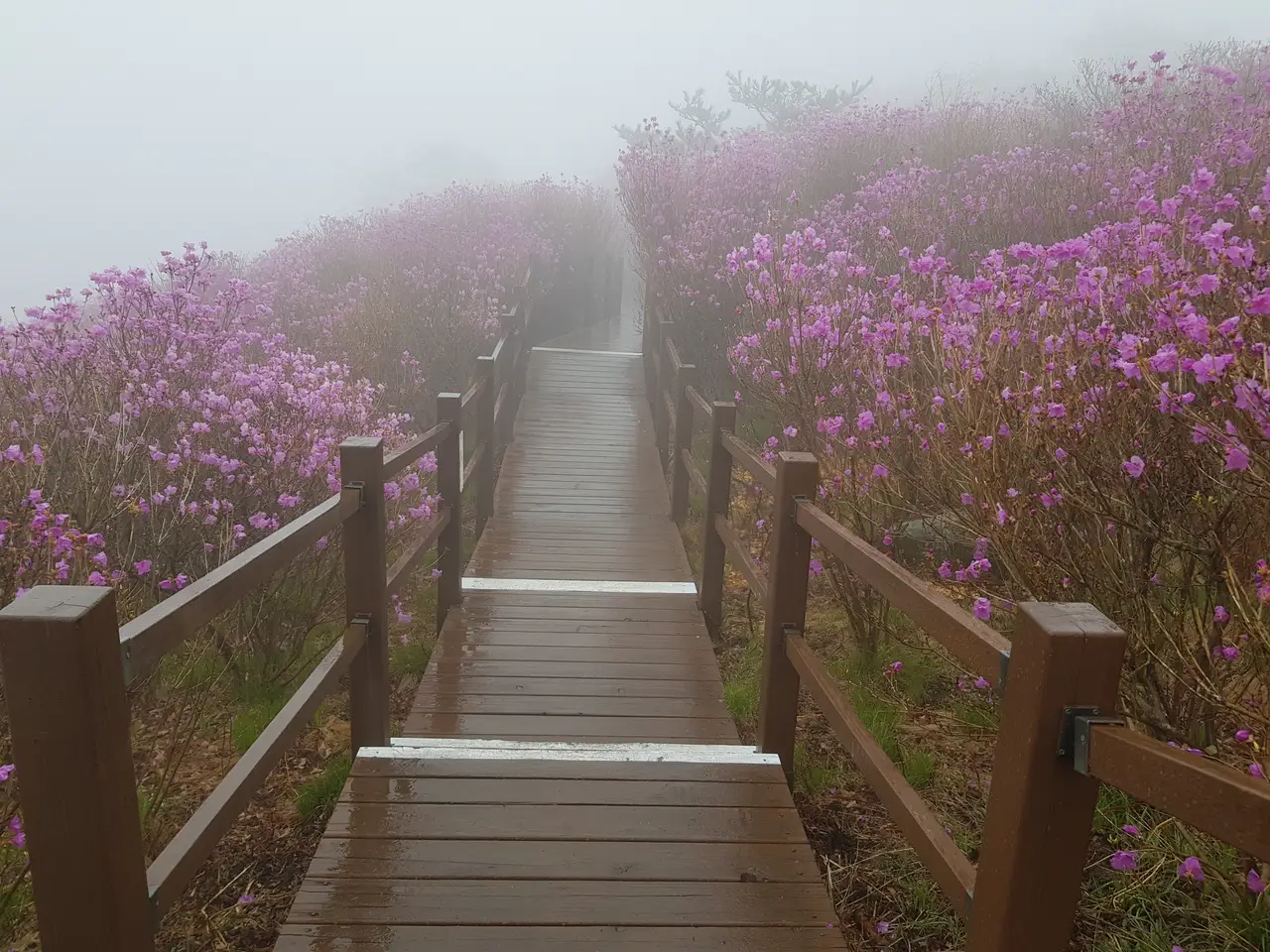 (5점) 대구 비슬산 참꽃. 비슬산자연휴양림 공영주차장->대견사 코스. 작업 사진 36
