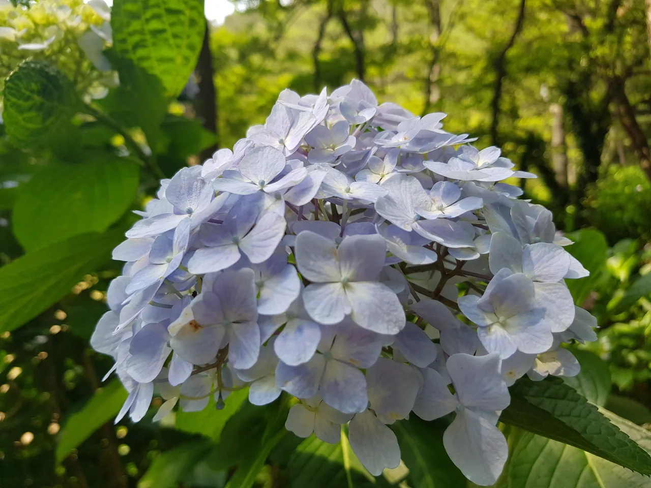 부산 영도구 태종대 태종사 수국여행. 국내 최대 수국 군락지(?). 태종대 수국 포토존. 태종대 분홍집. 작업 사진 8