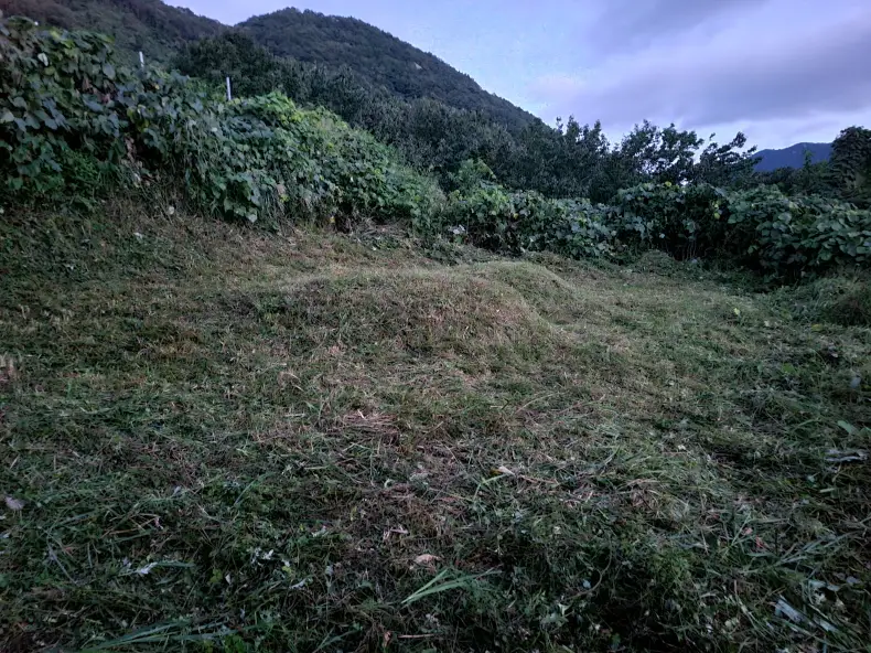 영천시 자양면 보현리 벌초 다녀왔습니다. 대구, 경산, 영천 벌초. 작업 사진 8