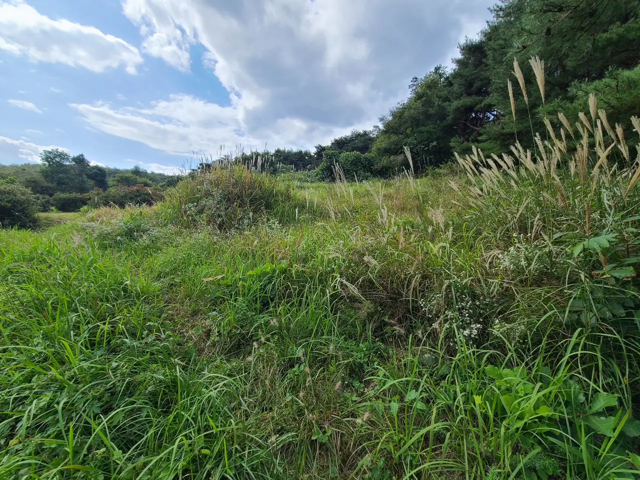 (벌초 대행) 영천 신녕면 화성리, 대창면 직천리, 청통면 치일리 벌초 작업 사진 3