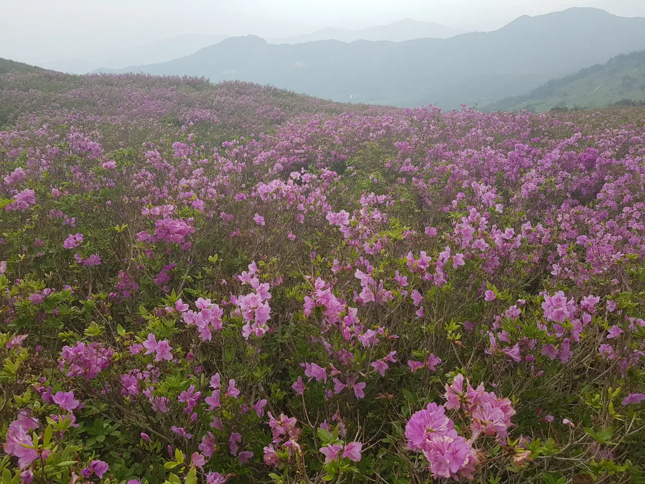 (5점) 5월 놓치면 안 되는 봄꽃 여행지 경남 합천 '황매산 철쭉' 작업 사진 25