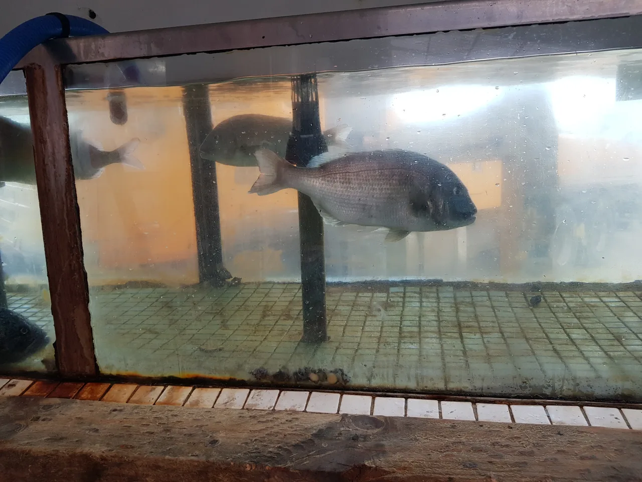 (5점) 울진군 기성면 망양리. 울진에 있는 회덮밥 맛집 '울산회식당' 작업 사진 4