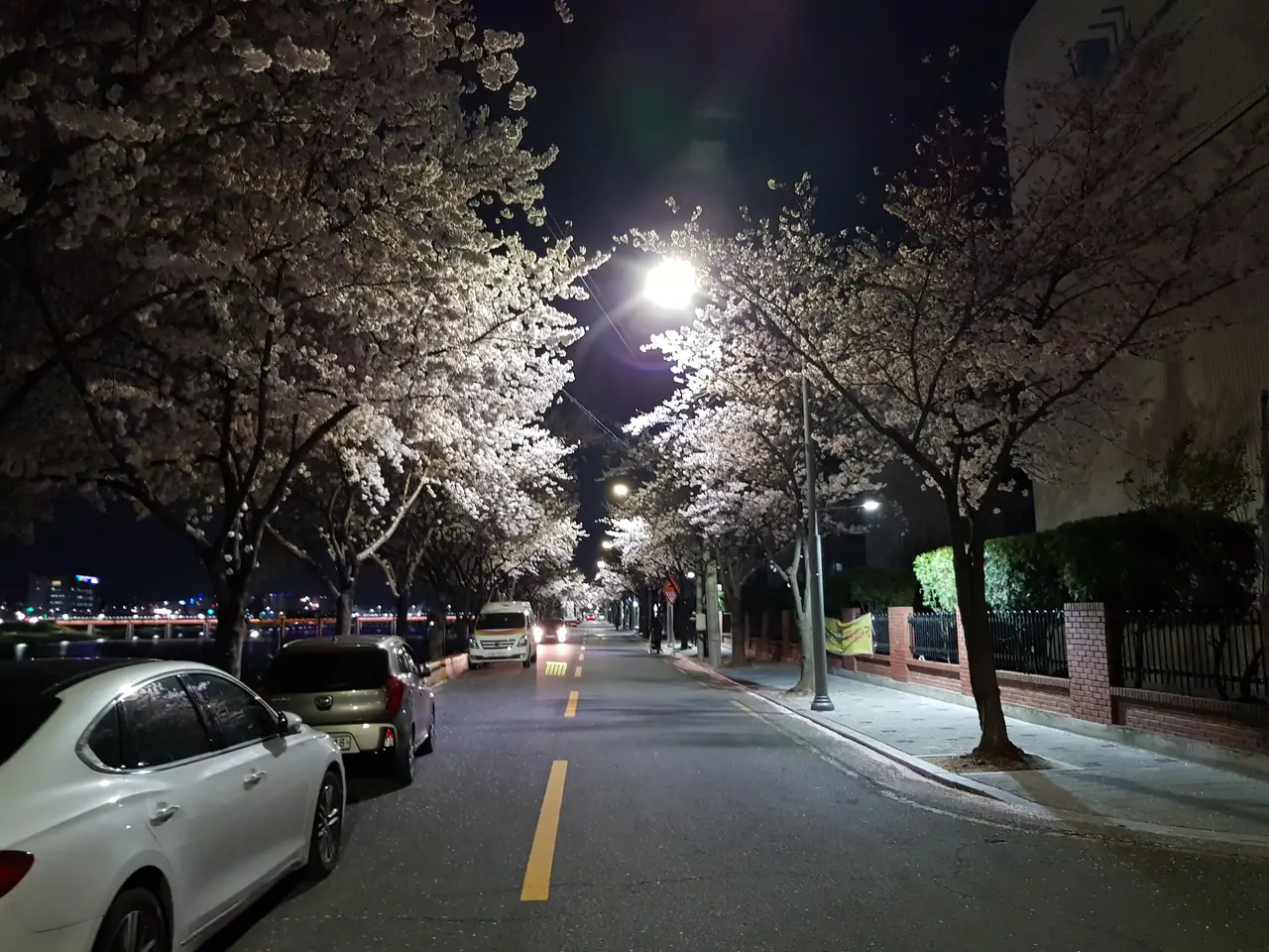(3점) 대구 야간 벚꽃길 아양교역 근처 작업 사진 2