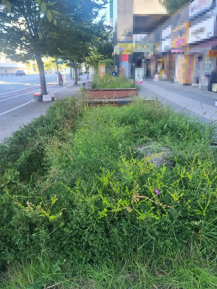 (아파트 상가 화단 벌초) 대구 북구 아파트 단지 상가 앞 화단 벌초. 작업 사진 3