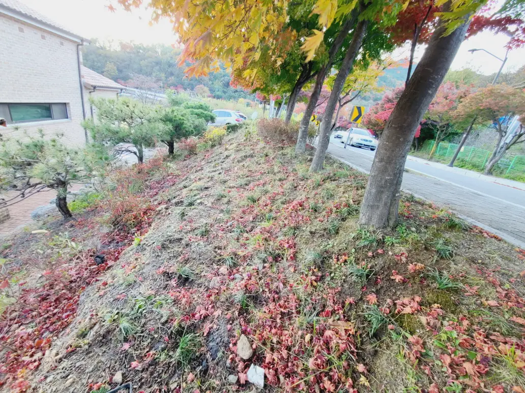 (대구 주택정원관리 및 벌초) 제초 및 정원수 가지정리, 꽃 식재, 잔디제초제 작업. 작업 사진 10