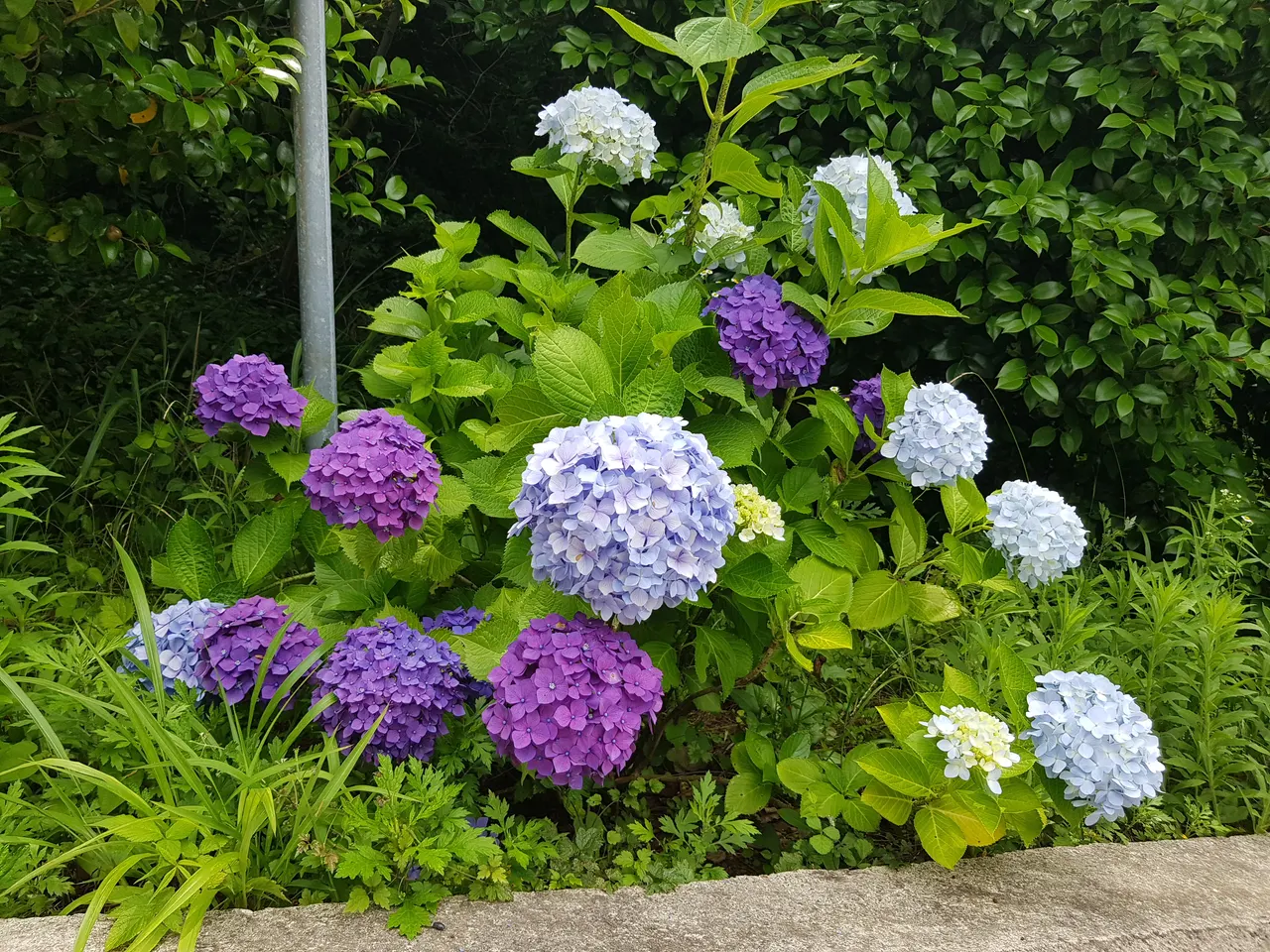 (5점) 6월 말~7월 초 경남 통영 추천 여행지. '연화도 수국 꽃 여행' 작업 사진 41
