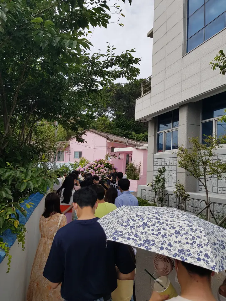 부산 영도구 태종대 태종사 수국여행. 국내 최대 수국 군락지(?). 태종대 수국 포토존. 태종대 분홍집. 작업 사진 13