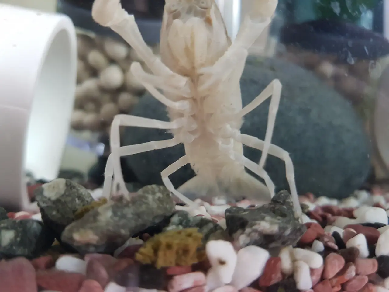 화이트 클라키. 잦은 탈피, 가재사료와 어항 물깨짐, 암수구별법, 짝짓기 작업 사진 14