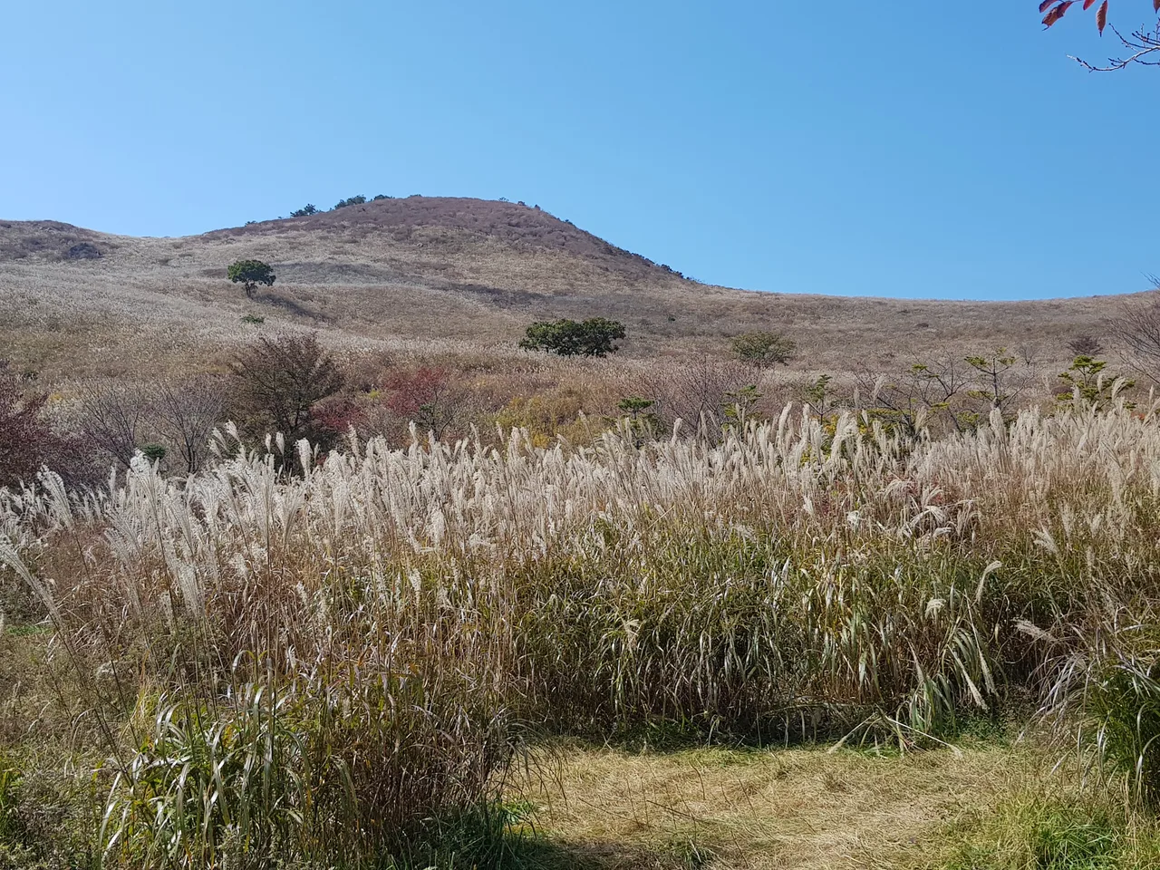 (5점) 경남 합천 황매산 억새 군락지. 가을철 여행가기 좋은 곳. 작업 사진 5