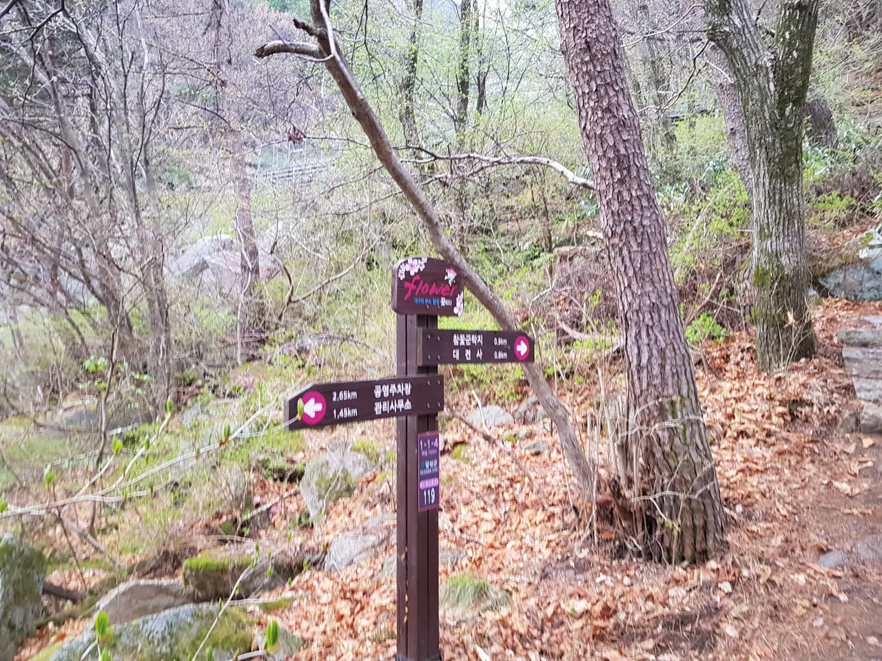 (5점) 대구 비슬산 참꽃. 비슬산자연휴양림 공영주차장->대견사 코스. 작업 사진 22